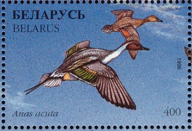 Stamp of Belarus - 1996 - Colnect 278458 - Northern Pintail Anas acuta is available through Public Domain